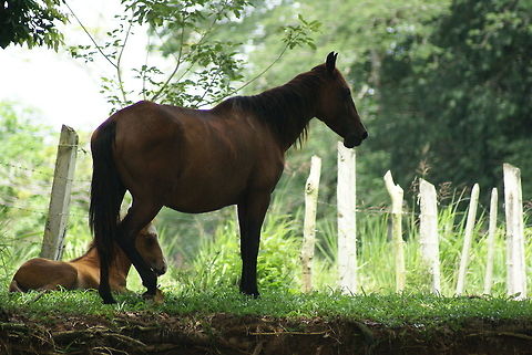 Costa Rican horses Kind of strange to see such a "common" animal in the wildlife hotspot that is Costa Rica, but hey, nature is nature. Costa Rica,Domestic horse,Equus ferus caballus,Horse