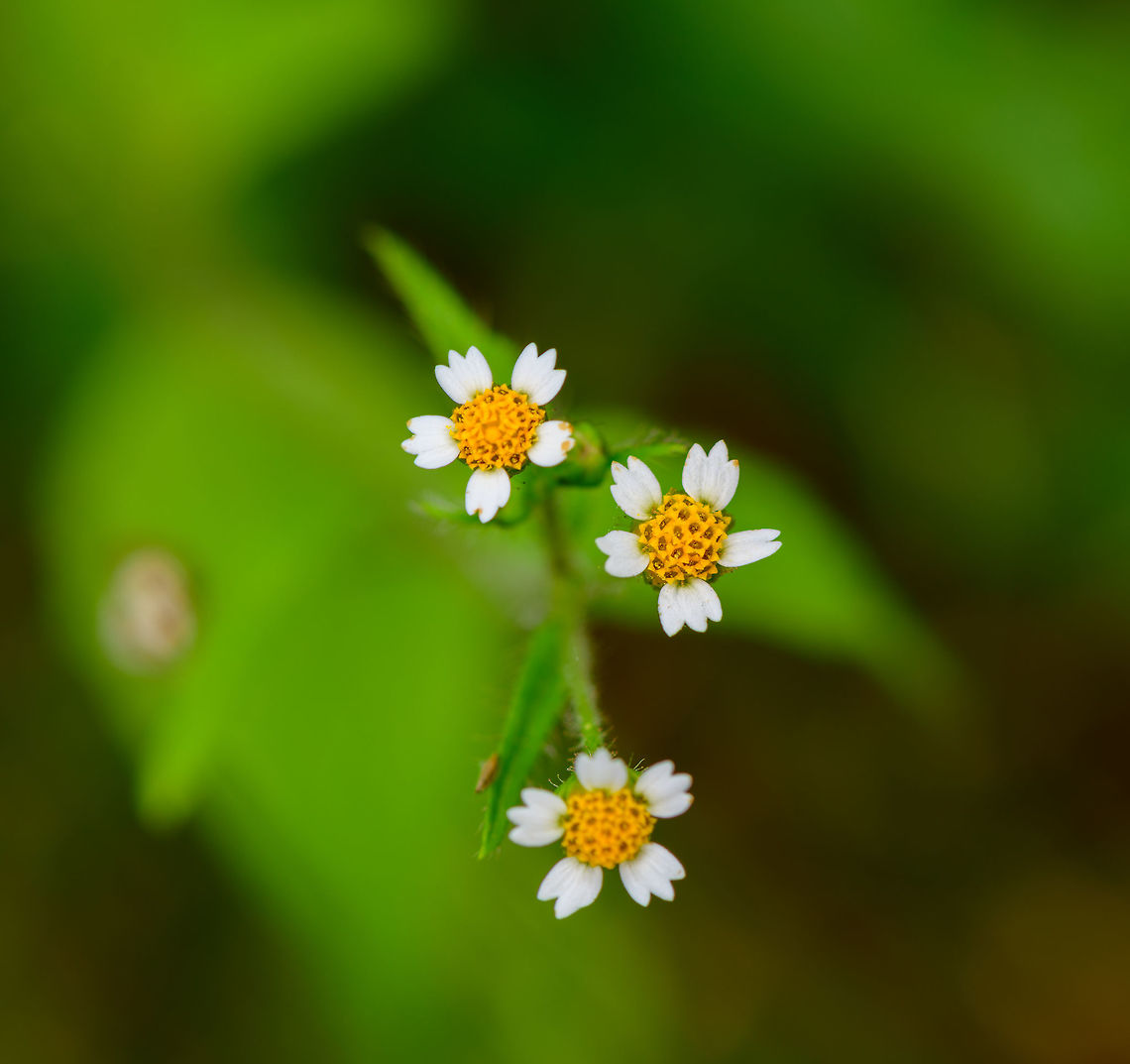 Flower heads of Shaggy Soldier, Heeswijk-Dinther, Netherlands Introduced throughout Europe, originally from the Americas. Flower heads are tiny and hard to capture when there's some wind. Europe,Galinsoga quadriradiata,Heeswijk-Dinther,Netherlands,Shaggy soldier,World