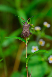 Dock Bug on a steep climb, Heeswijk-Dinther, Netherlands  Coreus marginatus,Dock bug,Europe,Heeswijk-Dinther,Netherlands,World