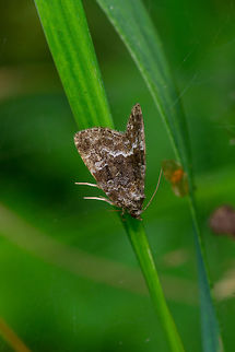 Marbled white spot, Heeswijk-Dinther, Netherlands Found on grass in a mixed forest. This is a significant crop. Named "Dark marble owl" in dutch. It has a very wide distribution covering most of Europe and Asia. Europe,Heeswijk-Dinther,Marbled white spot,Netherlands,Protodeltote pygarga,World