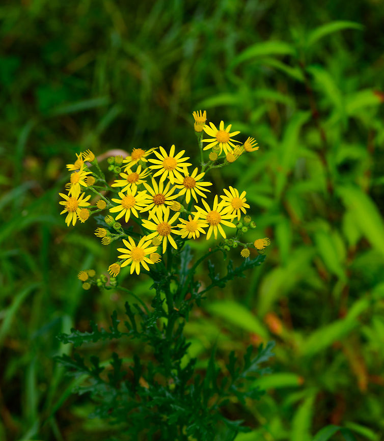 Tansy ragwort, Heeswijk-Dinther, Netherlands Introduced and invasive, named &quot;Jacob&#039;s Herb&quot; in dutch. This one spread likes wildfire, with a single adult plant capable of producing 75,000 to 200,000 seeds. This plant is poisonous to most mammals, capable of doing irreversible liver damage when consumed in too large quantities. The greatest threat is cattle eating it, affecting not just their selves, also the consumer of their milk. Europe,Heeswijk-Dinther,Jacobaea vulgaris,Netherlands,Tansy ragwort,World