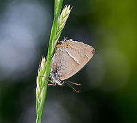 Purple Hairstreak, Heeswijk-Dinther, Netherlands Only after identifying it do I realize how lucky I was to see it. It's not an uncommon butterfly, but uncommon to see. They spend most of their lives high up in oak trees, their host plant. Only during very hot and dry days they may come down, and typically only late in the afternoon or early in the evening. It's also easy to miss, it's quite small, as I'll show in the other photo:<br />
https://www.jungledragon.com/image/66021/purple_hairstreak_-_context_heeswijk-dinther_netherlands.html<br />
The big fail here is not realizing this at the time, because I would have tried to capture it showing their forewings, which has a beautiful purple glow to it. Europe,Heeswijk-Dinther,Neozephyrus quercus,Netherlands,Purple hairstreak,World