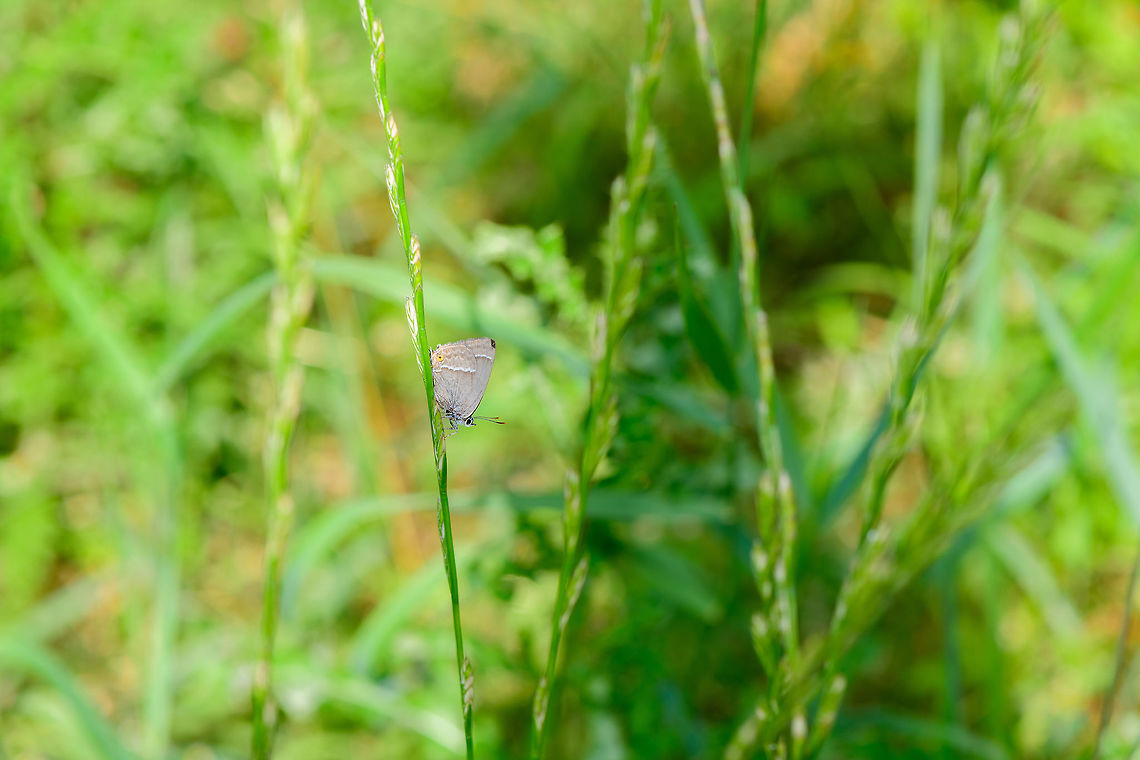 Purple Hairstreak - context, Heeswijk-Dinther, Netherlands Only after identifying it do I realize how lucky I was to see it. It&#039;s not an uncommon butterfly, but uncommon to see. They spend most of their lives high up in oak trees, their host plant. Only during very hot and dry days they may come down, and typically only late in the afternoon or early in the evening. This photo shows its easy to miss as it&#039;s quite small. Closeup:<br />
<figure class="photo"><a href="https://www.jungledragon.com/image/66020/purple_hairstreak_heeswijk-dinther_netherlands.html" title="Purple Hairstreak, Heeswijk-Dinther, Netherlands"><img src="https://s3.amazonaws.com/media.jungledragon.com/images/2/66020_thumb.jpg?AWSAccessKeyId=05GMT0V3GWVNE7GGM1R2&Expires=1767225610&Signature=xTcBL8fOTwxXC2yo%2FsfW7o6MC98%3D" width="200" height="182" alt="Purple Hairstreak, Heeswijk-Dinther, Netherlands Only after identifying it do I realize how lucky I was to see it. It&#039;s not an uncommon butterfly, but uncommon to see. They spend most of their lives high up in oak trees, their host plant. Only during very hot and dry days they may come down, and typically only late in the afternoon or early in the evening. It&#039;s also easy to miss, it&#039;s quite small, as I&#039;ll show in the other photo:<br />
https://www.jungledragon.com/image/66021/purple_hairstreak_-_context_heeswijk-dinther_netherlands.html<br />
The big fail here is not realizing this at the time, because I would have tried to capture it showing their forewings, which has a beautiful purple glow to it. Europe,Heeswijk-Dinther,Neozephyrus quercus,Netherlands,Purple hairstreak,World" /></a></figure><br />
<br />
The big fail here is not realizing this at the time, because I would have tried to capture it showing their forewings, which has a beautiful purple glow to it. Europe,Heeswijk-Dinther,Neozephyrus quercus,Netherlands,Purple hairstreak,World