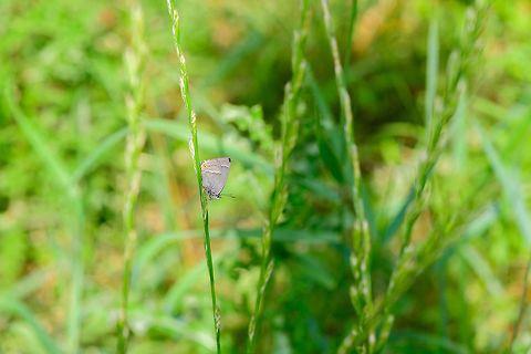 Purple Hairstreak - context, Heeswijk-Dinther, Netherlands Only after identifying it do I realize how lucky I was to see it. It's not an uncommon butterfly, but uncommon to see. They spend most of their lives high up in oak trees, their host plant. Only during very hot and dry days they may come down, and typically only late in the afternoon or early in the evening. This photo shows its easy to miss as it's quite small. Closeup:
https://www.jungledragon.com/image/66020/purple_hairstreak_heeswijk-dinther_netherlands.html

The big fail here is not realizing this at the time, because I would have tried to capture it showing their forewings, which has a beautiful purple glow to it. Europe,Heeswijk-Dinther,Neozephyrus quercus,Netherlands,Purple hairstreak,World