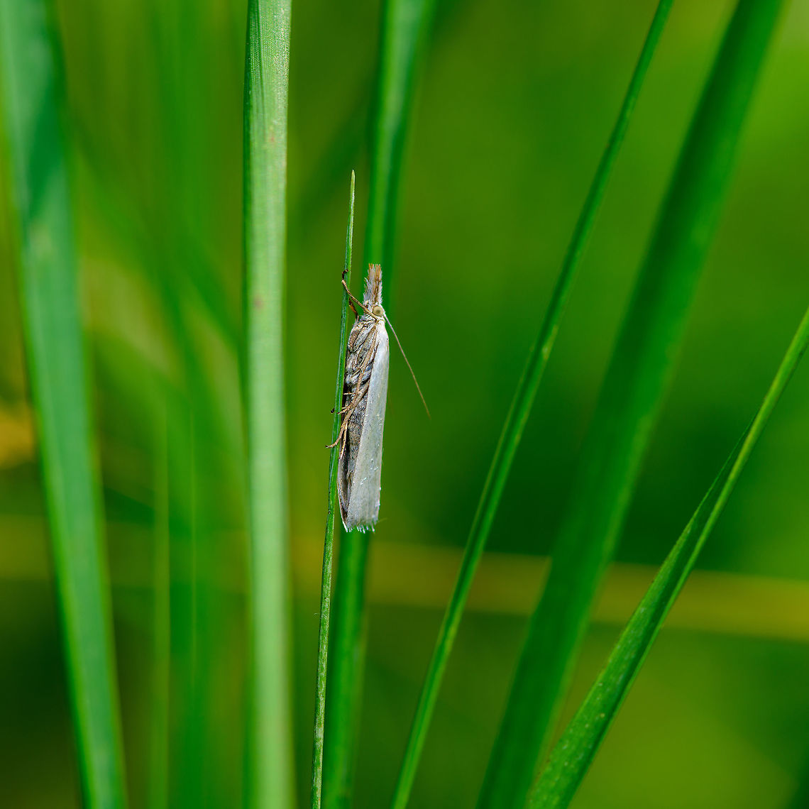 Crambus perlella, Heeswijk-Dinther, Netherlands It settled down after a brief chase. Named "Pale grass moth" in dutch for its light wings that lack any marks. Crambus perlella,Europe,Heeswijk-Dinther,Netherlands,World