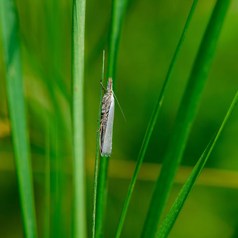 Crambus perlella, Heeswijk-Dinther, Netherlands It settled down after a brief chase. Named "Pale grass moth" in dutch for its light wings that lack any marks. Crambus perlella,Europe,Heeswijk-Dinther,Netherlands,World