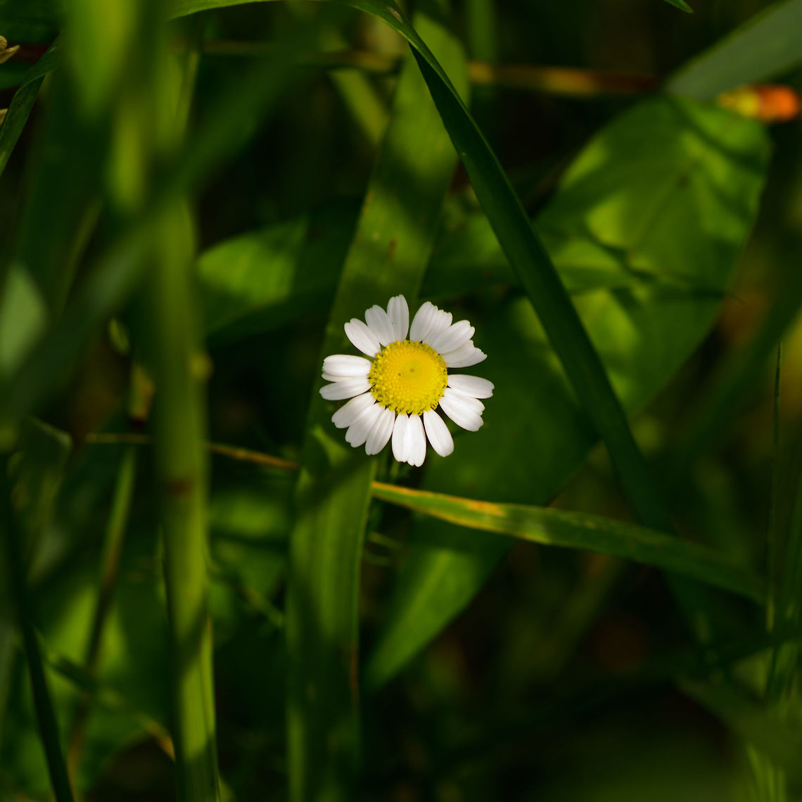 Feverfew, Heeswijk-Dinther, Netherlands Named &quot;Mother Herb&quot; in dutch. It&#039;s reported as able to cure 70% of headaches, also its leaves are edible. At the same time, its mildly toxic and pregnant women should avoid it. Europe,Feverfew,Heeswijk-Dinther,Netherlands,Tanacetum parthenium,World