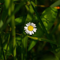 Feverfew, Heeswijk-Dinther, Netherlands Named "Mother Herb" in dutch. It's reported as able to cure 70% of headaches, also its leaves are edible. At the same time, its mildly toxic and pregnant women should avoid it. Europe,Feverfew,Heeswijk-Dinther,Netherlands,Tanacetum parthenium,World
