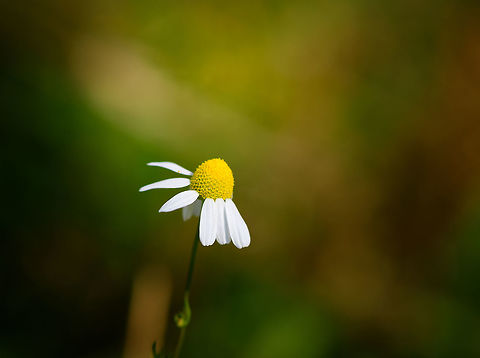 German Chamomile, Heeswijk-Dinther, Netherlands  Europe,Heeswijk-Dinther,Matricaria chamomilla,Netherlands,World