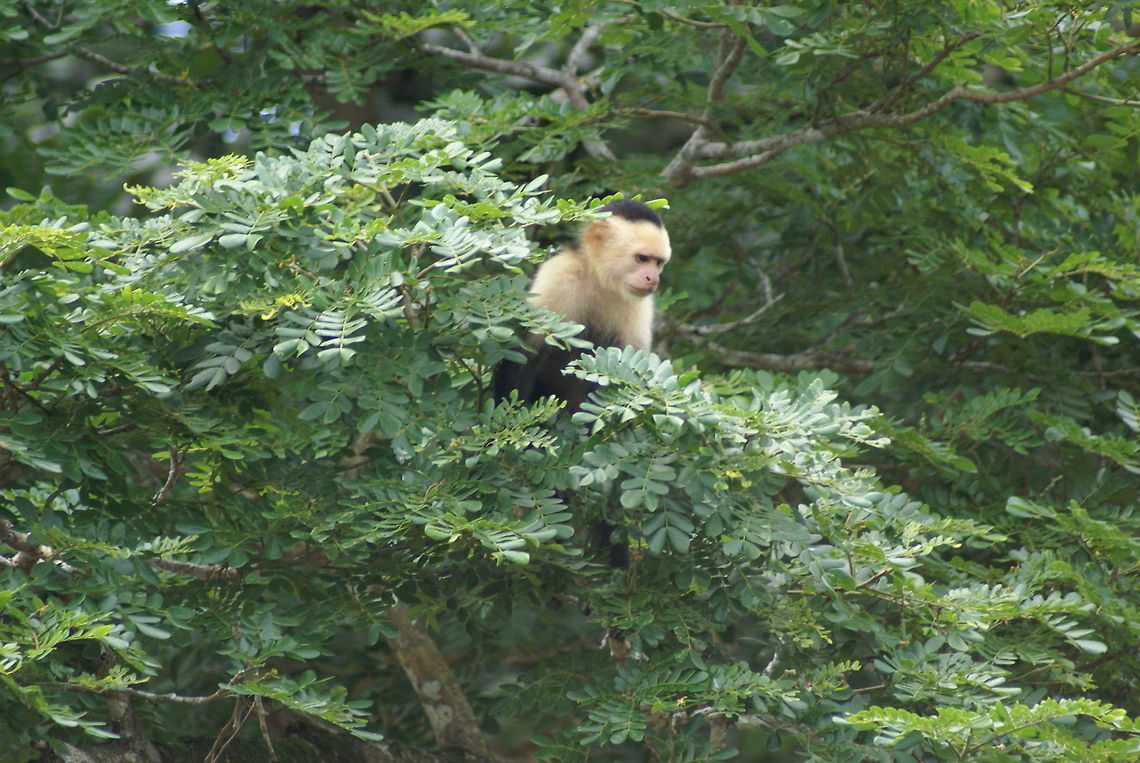 White-throated Capuchin Capuchins are small omnivor monkeys that spend their entire day searching for food and never leave the trees, not even at night. Capuchin,Cebus capucinus,Costa Rica,Mammalia,Monkeys,White-headed capuchin,White-throated Capuchin
