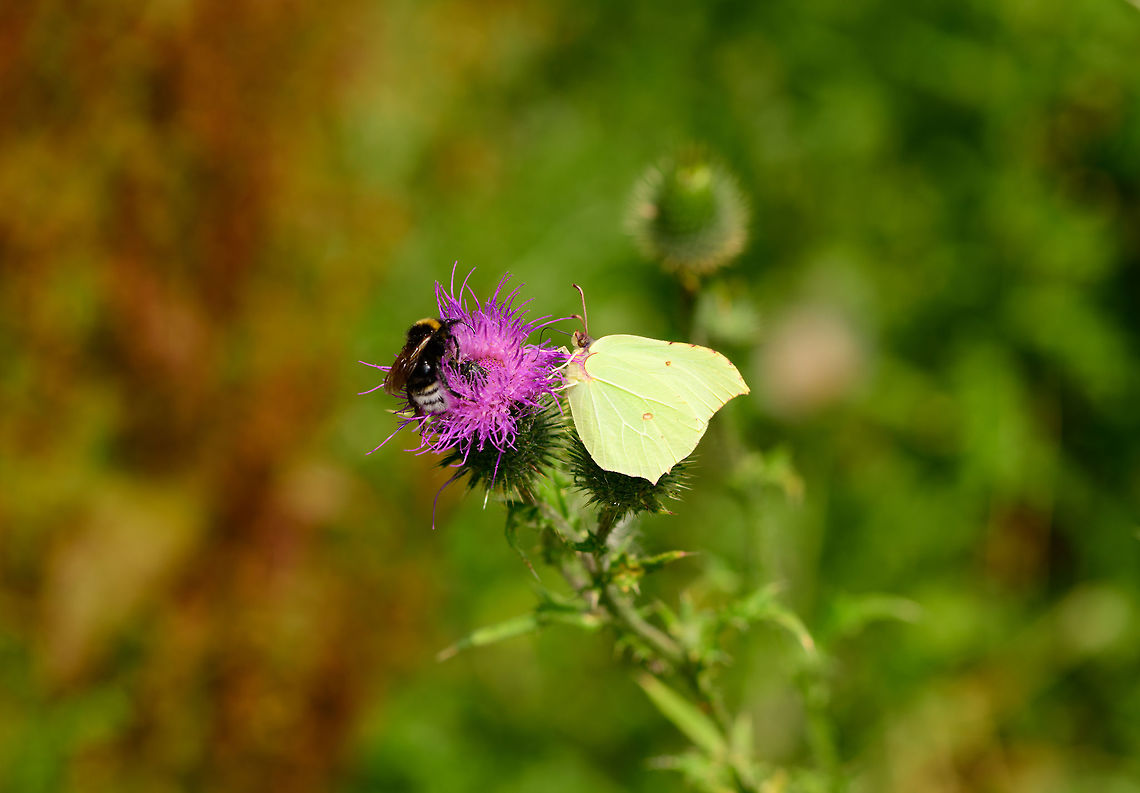 Common Brimstone, Heeswijk-Dinther, Netherlands Found on Spear Thistle. Photo bombers include a bumble bee as well as a weevil. In dutch this butterfly is named the &quot;Lemon butterfly&quot;. Common Brimstone,Europe,Gonepteryx rhamni,Heeswijk-Dinther,Netherlands,World