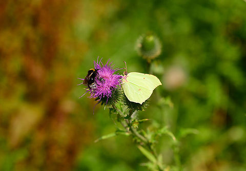 Common Brimstone, Heeswijk-Dinther, Netherlands Found on Spear Thistle. Photo bombers include a bumble bee as well as a weevil. In dutch this butterfly is named the "Lemon butterfly". Common Brimstone,Europe,Gonepteryx rhamni,Heeswijk-Dinther,Netherlands,World