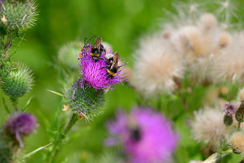 Spear Thistle crowd, Heeswijk-Dinther, Netherlands Although it is considered a weed, here you can see why as a macro photographer I love thistles: at peak summer, every single flower head attracts a crowd of insects. Here's two bumblebees going in heads-first, and a long-horned beetle I'm only discovering now. In the background are a few thistles past their bloom. Europe,Heeswijk-Dinther,Netherlands,World