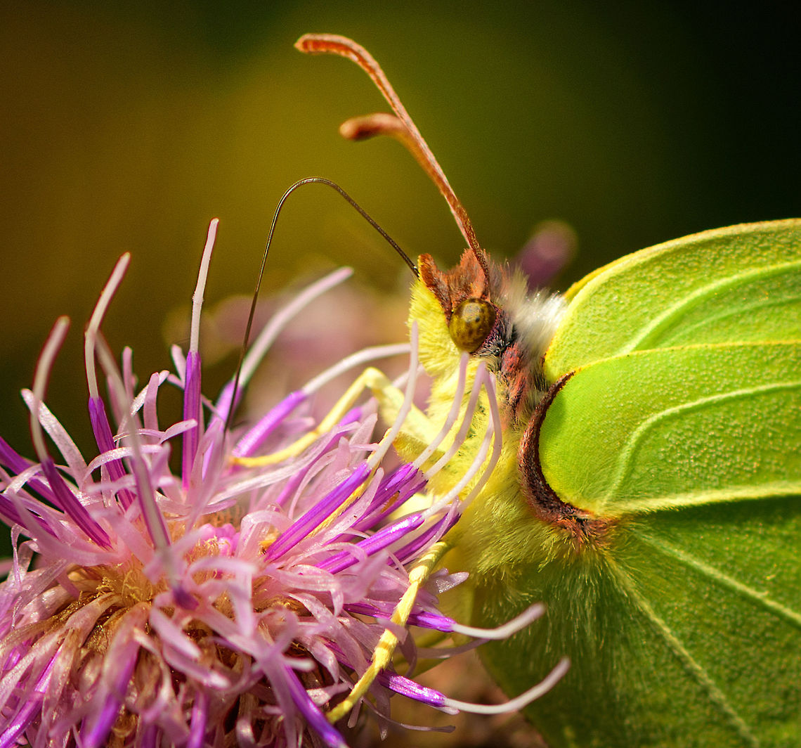Closeup of Brimstone feeding on Thistle, Heeswijk-Dinther, Netherlands  Common Brimstone,Europe,Gonepteryx rhamni,Heeswijk-Dinther,Netherlands,World