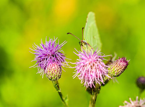 Common Brimstone on thistle, Heeswijk-Dinther, Netherlands Puppy eyes :) Common Brimstone,Europe,Gonepteryx rhamni,Heeswijk-Dinther,Netherlands,World