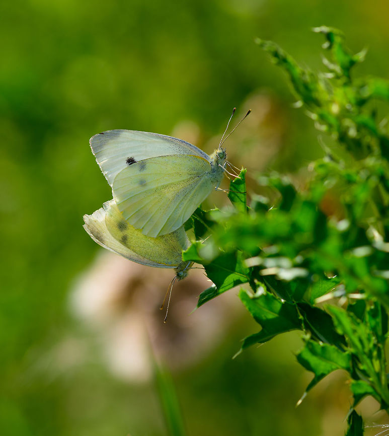 Large (Cabbage) White - couple, Heeswijk-Dinther, Netherlands <figure class="photo"><a href="https://www.jungledragon.com/image/66177/large_cabbage_white_-_couple_-_closeup_i_heeswijk-dinther_netherlands.html" title="Large (Cabbage) White - couple - closeup I, Heeswijk-Dinther, Netherlands"><img src="https://s3.amazonaws.com/media.jungledragon.com/images/2/66177_thumb.jpg?AWSAccessKeyId=05GMT0V3GWVNE7GGM1R2&Expires=1759968010&Signature=xpCCmUEIGNTa%2BgbpiR8YXr3bV%2Bo%3D" width="200" height="150" alt="Large (Cabbage) White - couple - closeup I, Heeswijk-Dinther, Netherlands https://www.jungledragon.com/image/66176/large_cabbage_white_-_couple_heeswijk-dinther_netherlands.html Europe,Heeswijk-Dinther,Large white,Netherlands,Pieris brassicae,World" /></a></figure><br />
<figure class="photo"><a href="https://www.jungledragon.com/image/66178/large_cabbage_white_-_couple_-_closeup_ii_heeswijk-dinther_netherlands.html" title="Large (Cabbage) White - couple - closeup II, Heeswijk-Dinther, Netherlands"><img src="https://s3.amazonaws.com/media.jungledragon.com/images/2/66178_thumb.jpg?AWSAccessKeyId=05GMT0V3GWVNE7GGM1R2&Expires=1759968010&Signature=T%2FsHgn4sQeuWvAXybgdNSzCtImc%3D" width="126" height="152" alt="Large (Cabbage) White - couple - closeup II, Heeswijk-Dinther, Netherlands https://www.jungledragon.com/image/66176/large_cabbage_white_-_couple_heeswijk-dinther_netherlands.html Europe,Heeswijk-Dinther,Large white,Netherlands,Pieris brassicae,World" /></a></figure> Europe,Heeswijk-Dinther,Large white,Netherlands,Pieris brassicae,World