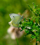 Large (Cabbage) White - couple, Heeswijk-Dinther, Netherlands https://www.jungledragon.com/image/66177/large_cabbage_white_-_couple_-_closeup_i_heeswijk-dinther_netherlands.html<br />
https://www.jungledragon.com/image/66178/large_cabbage_white_-_couple_-_closeup_ii_heeswijk-dinther_netherlands.html Europe,Heeswijk-Dinther,Large white,Netherlands,Pieris brassicae,World