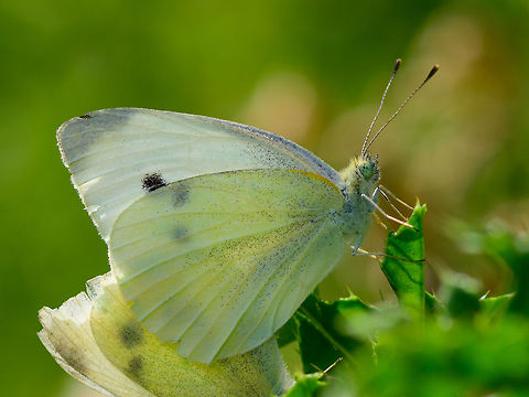 Large (Cabbage) White - couple - closeup I, Heeswijk-Dinther, Netherlands https://www.jungledragon.com/image/66176/large_cabbage_white_-_couple_heeswijk-dinther_netherlands.html Europe,Heeswijk-Dinther,Large white,Netherlands,Pieris brassicae,World