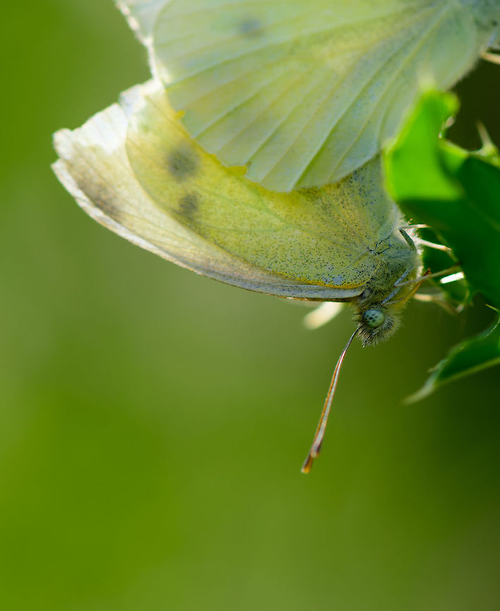 Large (Cabbage) White - couple - closeup II, Heeswijk-Dinther, Netherlands <figure class="photo"><a href="https://www.jungledragon.com/image/66176/large_cabbage_white_-_couple_heeswijk-dinther_netherlands.html" title="Large (Cabbage) White - couple, Heeswijk-Dinther, Netherlands"><img src="https://s3.amazonaws.com/media.jungledragon.com/images/2/66176_thumb.jpg?AWSAccessKeyId=05GMT0V3GWVNE7GGM1R2&Expires=1759968010&Signature=9TOL8%2FTZQtFez1PHZTjb5ZCo4eQ%3D" width="136" height="152" alt="Large (Cabbage) White - couple, Heeswijk-Dinther, Netherlands https://www.jungledragon.com/image/66177/large_cabbage_white_-_couple_-_closeup_i_heeswijk-dinther_netherlands.html<br />
https://www.jungledragon.com/image/66178/large_cabbage_white_-_couple_-_closeup_ii_heeswijk-dinther_netherlands.html Europe,Heeswijk-Dinther,Large white,Netherlands,Pieris brassicae,World" /></a></figure> Europe,Heeswijk-Dinther,Large white,Netherlands,Pieris brassicae,World