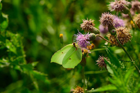 Common Brimstone on Spear Thistle, Heeswijk-Dinther, Netherlands  Common Brimstone,Europe,Gonepteryx rhamni,Heeswijk-Dinther,Netherlands,World