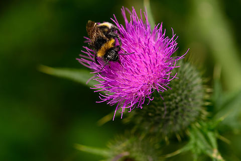 Bumblebee on Spear Thistle, Heeswijk-Dinther, Netherlands  Europe,Heeswijk-Dinther,Netherlands,World