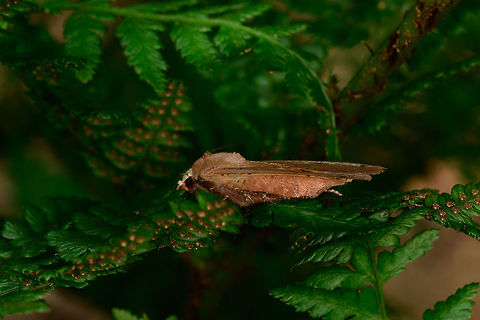 Large yellow underwing, Heeswijk-Dinther, Netherlands Tentative ID, as the angle is not great for identification. Named "house mother" in dutch, but I don't know why. It's large and highly variable in appearance. I disturbed it when finding a place in the shade on this very hot day, it landed in these ferns. Europe,Heeswijk-Dinther,Large yellow underwing,Netherlands,Noctua pronuba,World
