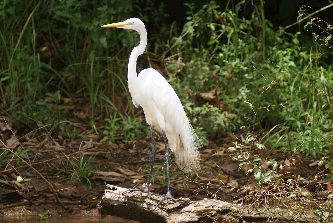 Great Egret posing Check out the larger view to see how large their &quot;toes&quot; are. Ardea alba,Costa Rica,Great Egret