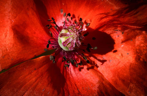 Common Poppy - core, Heeswijk-Dinther, Netherlands A so-called pioneer plant. When soil is disturbed, soon after these show up. Europe,Heeswijk-Dinther,Netherlands,Papaver rhoeas,World