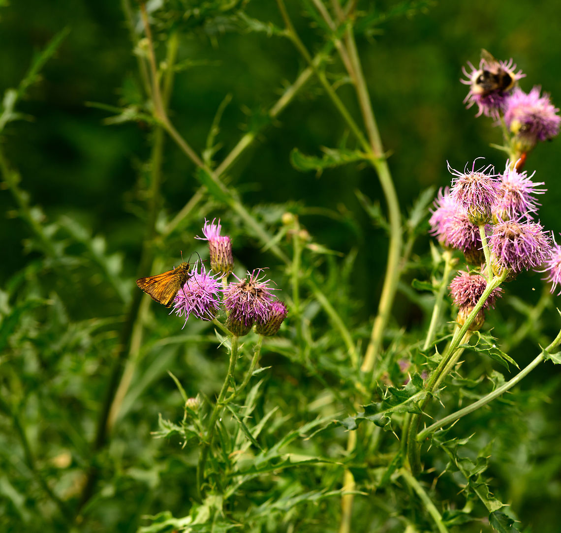 Large Skipper, Heeswijk-Dinther, Netherlands Large skipper with some habitat for context. Attracted to thistles. In dutch we name skippers &quot;thick heads&quot;, giving this species the unfortunate name &quot;Large thickhead&quot;.<br />
<figure class="photo"><a href="https://www.jungledragon.com/image/66373/large_skipper_on_thistle_heeswijk-dinther_netherlands.html" title="Large Skipper on thistle, Heeswijk-Dinther, Netherlands"><img src="https://s3.amazonaws.com/media.jungledragon.com/images/2/66373_thumb.jpg?AWSAccessKeyId=05GMT0V3GWVNE7GGM1R2&Expires=1759968010&Signature=oTy7XZZGa0RyFyPON98eYRZAXZY%3D" width="124" height="152" alt="Large Skipper on thistle, Heeswijk-Dinther, Netherlands Large skipper on thistle. In dutch we name skippers &quot;thick heads&quot;, giving this species the unfortunate name &quot;Large thickhead&quot;.<br />
https://www.jungledragon.com/image/66372/large_skipper_heeswijk-dinther_netherlands.html Europe,Heeswijk-Dinther,Large Skipper,Netherlands,Ochlodes sylvanus,World" /></a></figure> Europe,Heeswijk-Dinther,Large Skipper,Netherlands,Ochlodes sylvanus,World