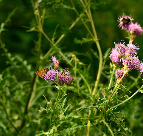 Large Skipper, Heeswijk-Dinther, Netherlands Large skipper with some habitat for context. Attracted to thistles. In dutch we name skippers "thick heads", giving this species the unfortunate name "Large thickhead".
https://www.jungledragon.com/image/66373/large_skipper_on_thistle_heeswijk-dinther_netherlands.html Europe,Heeswijk-Dinther,Large Skipper,Netherlands,Ochlodes sylvanus,World