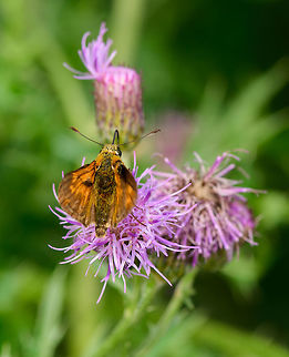 Large Skipper on thistle, Heeswijk-Dinther, Netherlands Large skipper on thistle. In dutch we name skippers "thick heads", giving this species the unfortunate name "Large thickhead".
https://www.jungledragon.com/image/66372/large_skipper_heeswijk-dinther_netherlands.html Europe,Heeswijk-Dinther,Large Skipper,Netherlands,Ochlodes sylvanus,World