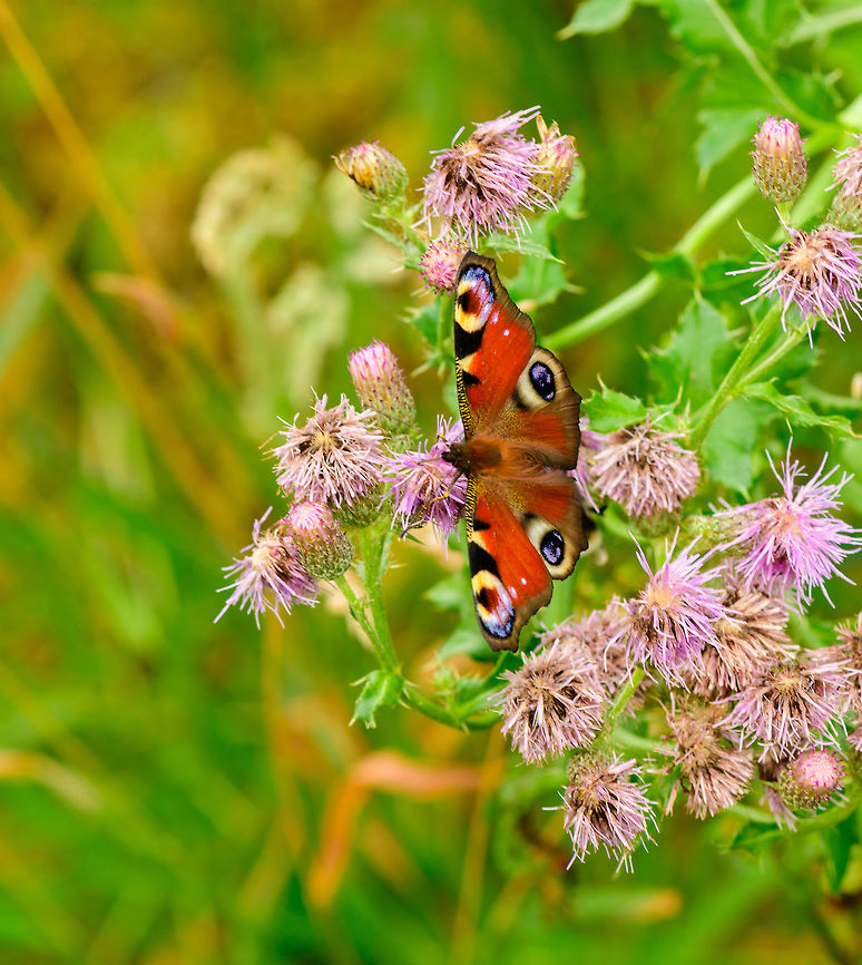 European Peacock on thistle, Heeswijk-Dinther, Netherlands One of Europe&#039;s most vibrant species of butterfly. It is highly common as it is not picky regarding habitat and has a host plant (nettle) that is extremely common across the continent. Adult butterflies overwinter and can even be found inside houses. Europe,European Peacock,Heeswijk-Dinther,Inachis io,Netherlands,World