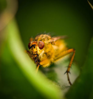 Golden Dung Fly on leaf, Heeswijk-Dinther, Netherlands  Europe,Golden dung fly,Heeswijk-Dinther,Netherlands,Scathophaga stercoraria,World
