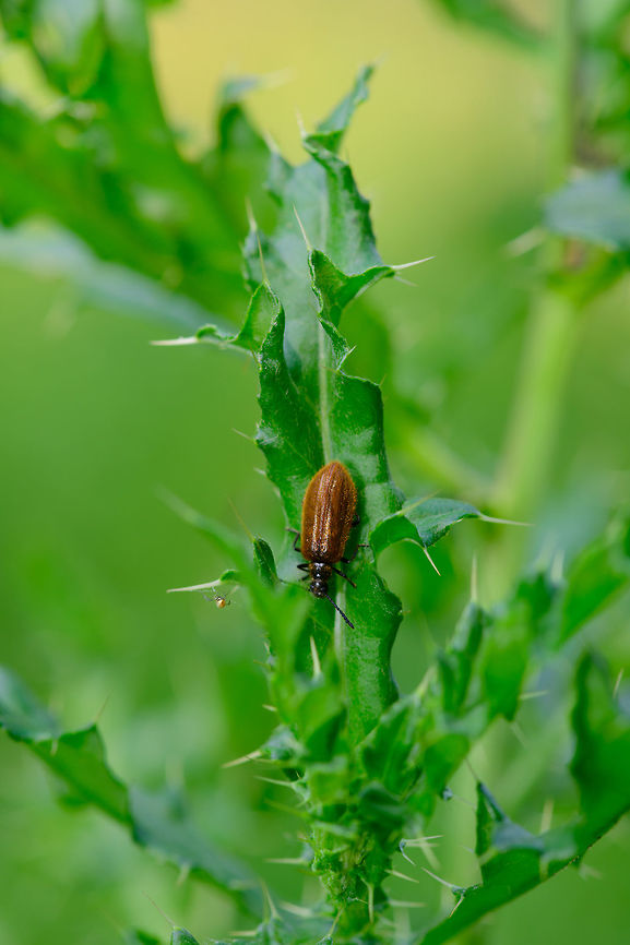 Lagria hirta Known as the &quot;wool beetle&quot; in dutch, probably because it is so hairy. It has the capability of flight, yet is very slow, both in flight as well as walking. Europe,Heeswijk-Dinther,Lagria hirta,Netherlands,World