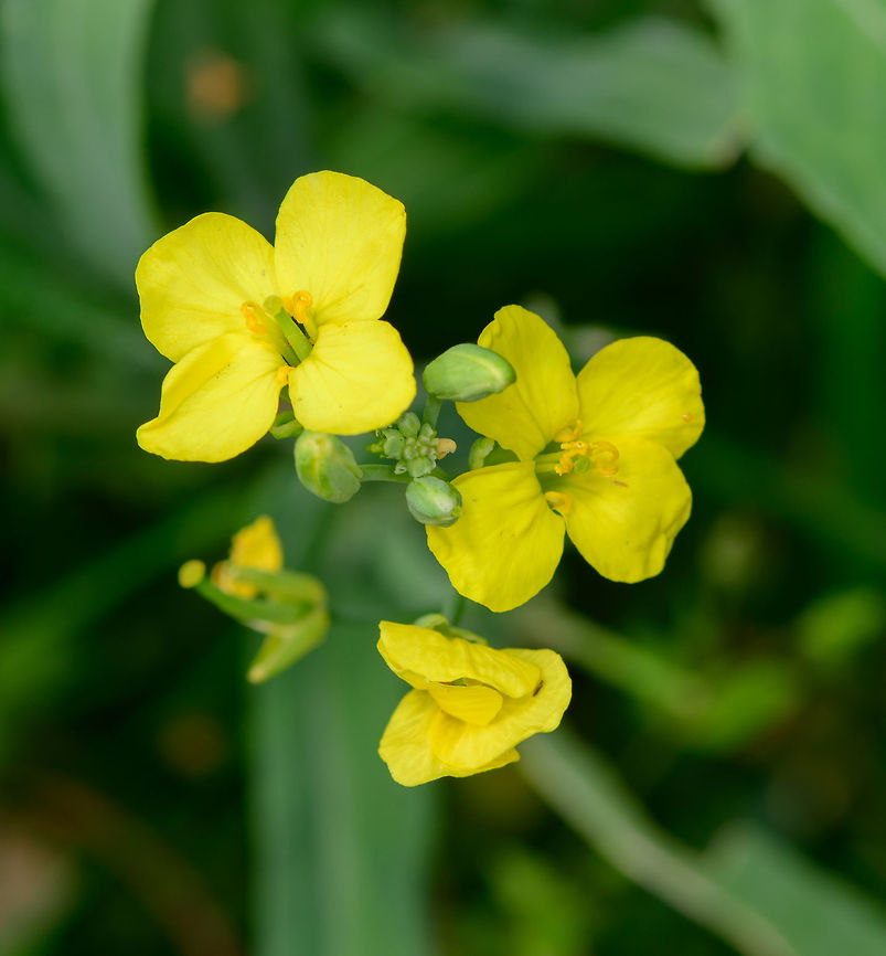 Perennial wall-rocket, Heeswijk-Dinther, Netherlands Presumed species, I should have taken photos of different parts of the plant, but didn&#039;t.<br />
Named &quot;Large sand cabbage&quot; in dutch. Diplotaxis tenuifolia,Europe,Heeswijk-Dinther,Netherlands,World