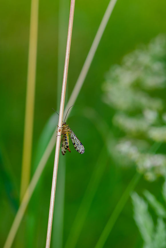 Meadow Scorpionfly size reference, Heeswijk-Dinther, Netherlands Resisting my natural tendency to crop every photo for once to demonstrate how small scorpionflies are. Here it is holding on to a dried out straw of grass. <br />
<br />
I&#039;ll also use this post for a fun fact about scorpionflies. Males win the hearts of females by bringing them caught prey, the bigger the better. Some males, however, aren&#039;t very good at it. What they lack in hunting skills, they compensate with some very clever behavior. The incompetent males mimic a female, and await for other males to bring them prey. As soon as this happens, and the prey is considered large enough, the incompetent male flies off with the gift and takes it to a real female, impressing her with somebody else&#039;s work.  Europe,Heeswijk-Dinther,Meadow Scorpionfly,Netherlands,Panorpa vulgaris,World