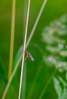 Meadow Scorpionfly size reference, Heeswijk-Dinther, Netherlands Resisting my natural tendency to crop every photo for once to demonstrate how small scorpionflies are. Here it is holding on to a dried out straw of grass. 

I'll also use this post for a fun fact about scorpionflies. Males win the hearts of females by bringing them caught prey, the bigger the better. Some males, however, aren't very good at it. What they lack in hunting skills, they compensate with some very clever behavior. The incompetent males mimic a female, and await for other males to bring them prey. As soon as this happens, and the prey is considered large enough, the incompetent male flies off with the gift and takes it to a real female, impressing her with somebody else's work.  Europe,Heeswijk-Dinther,Meadow Scorpionfly,Netherlands,Panorpa vulgaris,World