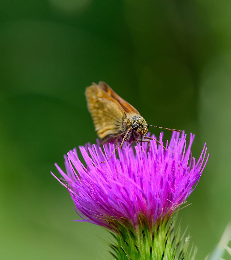 Large Skipper on thistle - front view, Heeswijk-Dinther, Netherlands  Europe,Heeswijk-Dinther,Large Skipper,Netherlands,Ochlodes sylvanus,World
