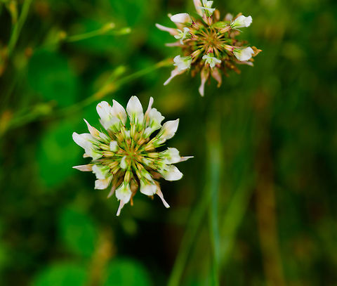 Dutch Clover, Heeswijk-Dinther, Netherlands View of the flowers. The name "Dutch clover" refers to smaller varieties of the "White clover" species. Europe,Heeswijk-Dinther,Netherlands,Trifolium repens,White clover,World