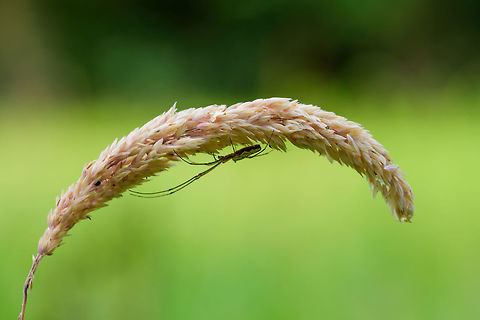 Common Stretch Spider on grass, Heeswijk-Dinther, Netherlands  Europe,Heeswijk-Dinther,Netherlands,Tetragnatha extensa,World