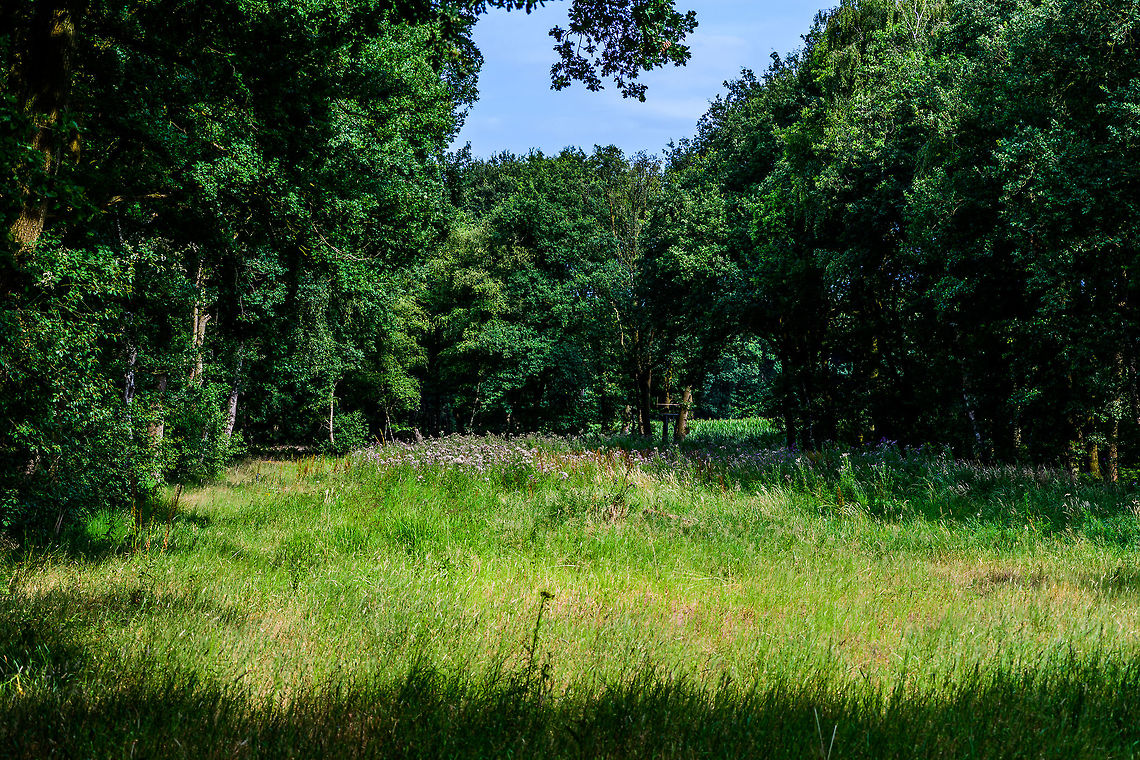 Heeswijk-Dinther - habitat, Netherlands Closing the set on this small hike to give some background on this habitat. The Heeswijk-Dintherse Bossen, is a really tiny forest in the south of the Netherlands. Most of this forest is privately owned yet opened under conditions to the public for recreation, which includes people walking dogs or just enjoying a hike in a forest, horse-riding, and mountain bikers (without any actual mountains). <br />
<br />
This is a situation typical for dutch forests. They are all planted forests, and intensely used by people. As such, biodiversity is low to very low. <br />
<br />
However, I managed to find my little sanctuary even in this tiny place, which you can see on the photo. At the far end of the forest, where hardly a soul comes, the owner left this open space in the forest. He used to farm it, but stopped 3 years ago (in the top right you can see corn crops of a part he does use). This open space is about 70m deep by 30-40m wide. It is left to wild growth and unmanaged. <br />
<br />
Just 3 years of leaving it alone, letting the sun, wild flowers and insects take their course has made it a really awesome place for macro photography. Almost all photos in this set...<br />
<br />
<a href="https://www.jungledragon.com/tag/21387/heeswijk-dinther.html" title="Heeswijk-Dinther" class="tag"><em>423</em>Heeswijk-Dinther</a><br />
<br />
...have been taken on this minuscule stretch of land. Our forests are in a deeply sad state, but places like these are small beams of hope in enjoying nature in a country devoid of nature. Europe,Heeswijk-Dinther,Netherlands,World