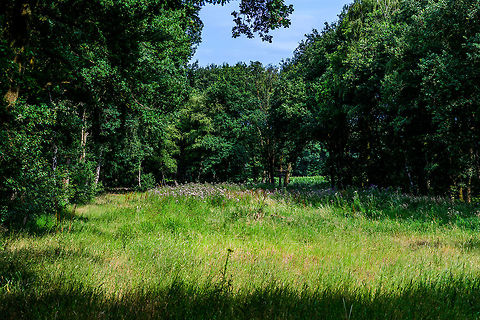 Heeswijk-Dinther - habitat, Netherlands Closing the set on this small hike to give some background on this habitat. The Heeswijk-Dintherse Bossen, is a really tiny forest in the south of the Netherlands. Most of this forest is privately owned yet opened under conditions to the public for recreation, which includes people walking dogs or just enjoying a hike in a forest, horse-riding, and mountain bikers (without any actual mountains). 

This is a situation typical for dutch forests. They are all planted forests, and intensely used by people. As such, biodiversity is low to very low. 

However, I managed to find my little sanctuary even in this tiny place, which you can see on the photo. At the far end of the forest, where hardly a soul comes, the owner left this open space in the forest. He used to farm it, but stopped 3 years ago (in the top right you can see corn crops of a part he does use). This open space is about 70m deep by 30-40m wide. It is left to wild growth and unmanaged. 

Just 3 years of leaving it alone, letting the sun, wild flowers and insects take their course has made it a really awesome place for macro photography. Almost all photos in this set...

https://www.jungledragon.com/tag/21387/heeswijk-dinther.html

...have been taken on this minuscule stretch of land. Our forests are in a deeply sad state, but places like these are small beams of hope in enjoying nature in a country devoid of nature. Europe,Heeswijk-Dinther,Netherlands,World