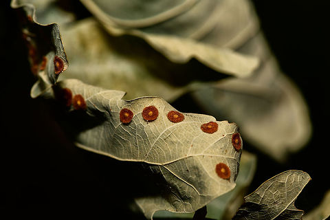 Common spangle gall, Uden, Netherlands A few weeks ago, Henriette and I did a short hike in a local forest and were shocked by what this year's summer had done to it. We've faced the hottest and most dry summer in 3 centuries. The forest was completely dried out, and we felt like aliens in our otherwise so cool, wet and moderate country. The whole place looked like a single spark of fire would destroy it entirely.

Not really finding anything to photograph for a while, my otherwise awful memory reminded me to check something. I had been inspired by Christine Young's work on describing gall wasps. Before that, I really didn't know they were a thing. I simply walked past them for years without any awareness of their existence, in full ignorance. 

My rare moment of clarity triggered a lazy attempt (it really was hot) to check some leaves, so here you go, my first ever gall wasp observation. A new hidden layer of life discovered, thank you @Christine. 

Closeup:
https://www.jungledragon.com/image/66617/common_spangle_gall_-_closeup_uden_netherlands.html Europe,Netherlands,Neuroterus quercusbaccarum,Uden,World