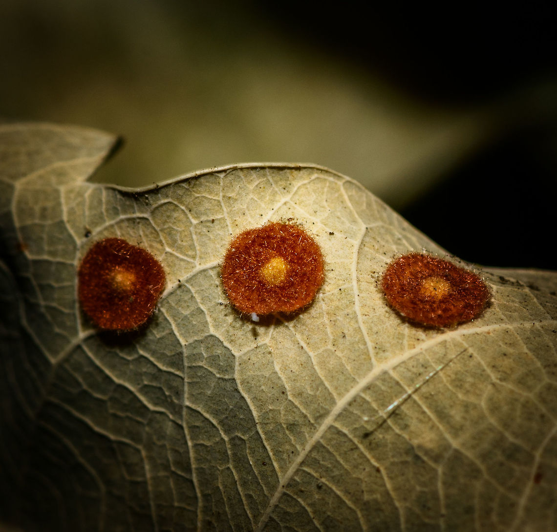 Common spangle gall - closeup, Uden, Netherlands A few weeks ago, Henriette and I did a short hike in a local forest and were shocked by what this year's summer had done to it. We've faced the hottest and most dry summer in 3 centuries. The forest was completely dried out, and we felt like aliens in our otherwise so cool, wet and moderate country. The whole place looked like a single spark of fire would destroy it entirely.<br />
<br />
Not really finding anything to photogragh for a while, my otherwise awful memory reminded me to check something. I had been inspired by Christine Young's work on describing gall wasps. Before that, I really didn't know they were a thing. I simply walked past them for years without any awareness of their existence, in full ignorance. <br />
<br />
My rare moment of clarity triggered a lazy attempt (it really was hot) to check some leaves, so here you go, my first ever gall wasp observation. A new hidden layer of life discovered, thank you @Christine. <br />
<br />
Closeup:<br />
<figure class="photo"><a href="https://www.jungledragon.com/image/66616/common_spangle_gall_uden_netherlands.html" title="Common spangle gall, Uden, Netherlands"><img src="https://s3.amazonaws.com/media.jungledragon.com/images/2/66616_thumb.jpg?AWSAccessKeyId=05GMT0V3GWVNE7GGM1R2&Expires=1770854410&Signature=QBIUrs1hdvz3X5hlKyEyuDMjbVg%3D" width="200" height="134" alt="Common spangle gall, Uden, Netherlands A few weeks ago, Henriette and I did a short hike in a local forest and were shocked by what this year's summer had done to it. We've faced the hottest and most dry summer in 3 centuries. The forest was completely dried out, and we felt like aliens in our otherwise so cool, wet and moderate country. The whole place looked like a single spark of fire would destroy it entirely.<br />
<br />
Not really finding anything to photograph for a while, my otherwise awful memory reminded me to check something. I had been inspired by Christine Young's work on describing gall wasps. Before that, I really didn't know they were a thing. I simply walked past them for years without any awareness of their existence, in full ignorance. <br />
<br />
My rare moment of clarity triggered a lazy attempt (it really was hot) to check some leaves, so here you go, my first ever gall wasp observation. A new hidden layer of life discovered, thank you @Christine. <br />
<br />
Closeup:<br />
https://www.jungledragon.com/image/66617/common_spangle_gall_-_closeup_uden_netherlands.html Europe,Netherlands,Neuroterus quercusbaccarum,Uden,World" /></a></figure> Common spangle gall,Europe,Netherlands,Neuroterus quercusbaccarum,Uden,World