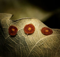 Common spangle gall - closeup, Uden, Netherlands A few weeks ago, Henriette and I did a short hike in a local forest and were shocked by what this year's summer had done to it. We've faced the hottest and most dry summer in 3 centuries. The forest was completely dried out, and we felt like aliens in our otherwise so cool, wet and moderate country. The whole place looked like a single spark of fire would destroy it entirely.<br />
<br />
Not really finding anything to photogragh for a while, my otherwise awful memory reminded me to check something. I had been inspired by Christine Young's work on describing gall wasps. Before that, I really didn't know they were a thing. I simply walked past them for years without any awareness of their existence, in full ignorance. <br />
<br />
My rare moment of clarity triggered a lazy attempt (it really was hot) to check some leaves, so here you go, my first ever gall wasp observation. A new hidden layer of life discovered, thank you @Christine. <br />
<br />
Closeup:<br />
https://www.jungledragon.com/image/66616/common_spangle_gall_uden_netherlands.html Common spangle gall,Europe,Netherlands,Neuroterus quercusbaccarum,Uden,World
