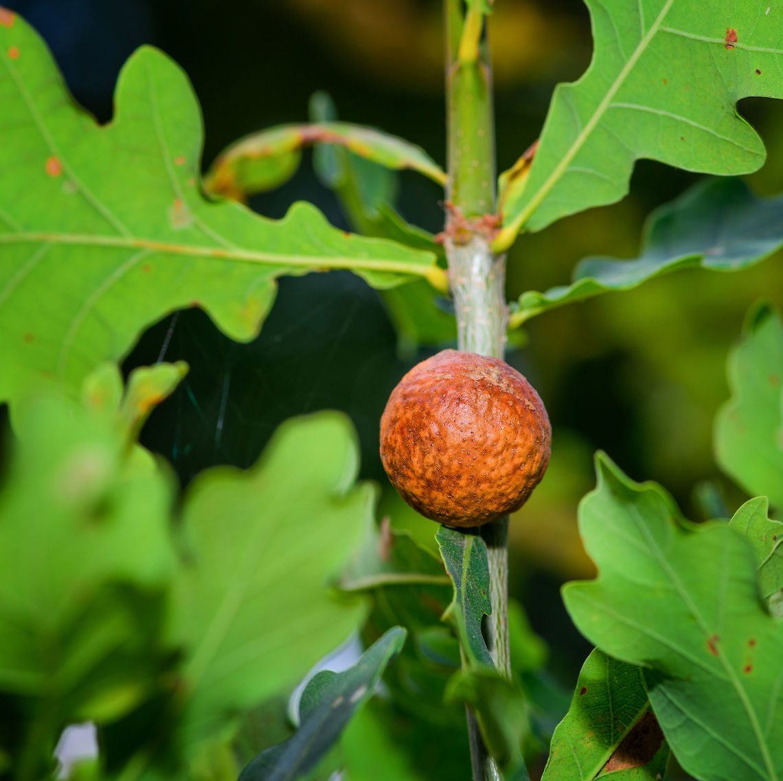 Oak marble gall gall wasp, Uden, Netherlands  Andricus kollari,Europe,Netherlands,Uden,World