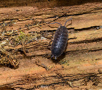 Rough Woodlouse - Uden, Netherlands At the peak of the hottest summer in 3 centuries, I'm sure this woodlouse (which depends on moist conditions) is holding on to its life. Note how even the moss is dried out, something which I've never seen before in this country. That said, it didn't look particularly troubled or weak. <br />
https://www.jungledragon.com/image/66691/rough_woodlouse_in_dried_out_moss_-_uden_netherlands.html Europe,Netherlands,Porcellio scaber,Rough woodlouse,Uden,World