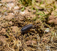Rough Woodlouse in dried out moss - Uden, Netherlands At the peak of the hottest summer in 3 centuries, I'm sure this woodlouse (which depends on moist conditions) is holding on to its life. Note how even the moss is dried out, something which I've never seen before in this country. That said, it didn't look particularly troubled or weak.<br />
https://www.jungledragon.com/image/66690/rough_woodlouse_-_uden_netherlands.html Europe,Netherlands,Porcellio scaber,Rough woodlouse,Uden,World