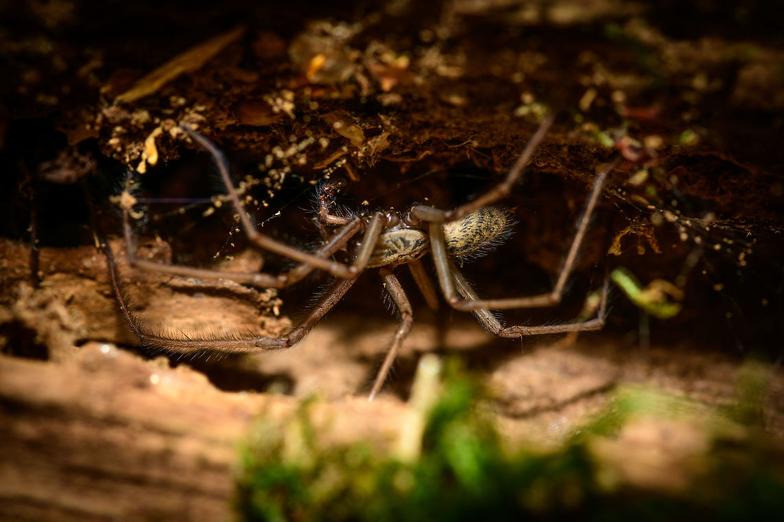 Eratigena sp., Uden, Netherlands I turned over another rotten log in this dried out forest and had a brief shock when seeing this relatively large spider (about 6-7cm) hanging at the bottom of it. Unfortunately, this is the only angle I have. An expert identified it as belonging to the  Eratigena genus. Europe,Netherlands,Uden,World