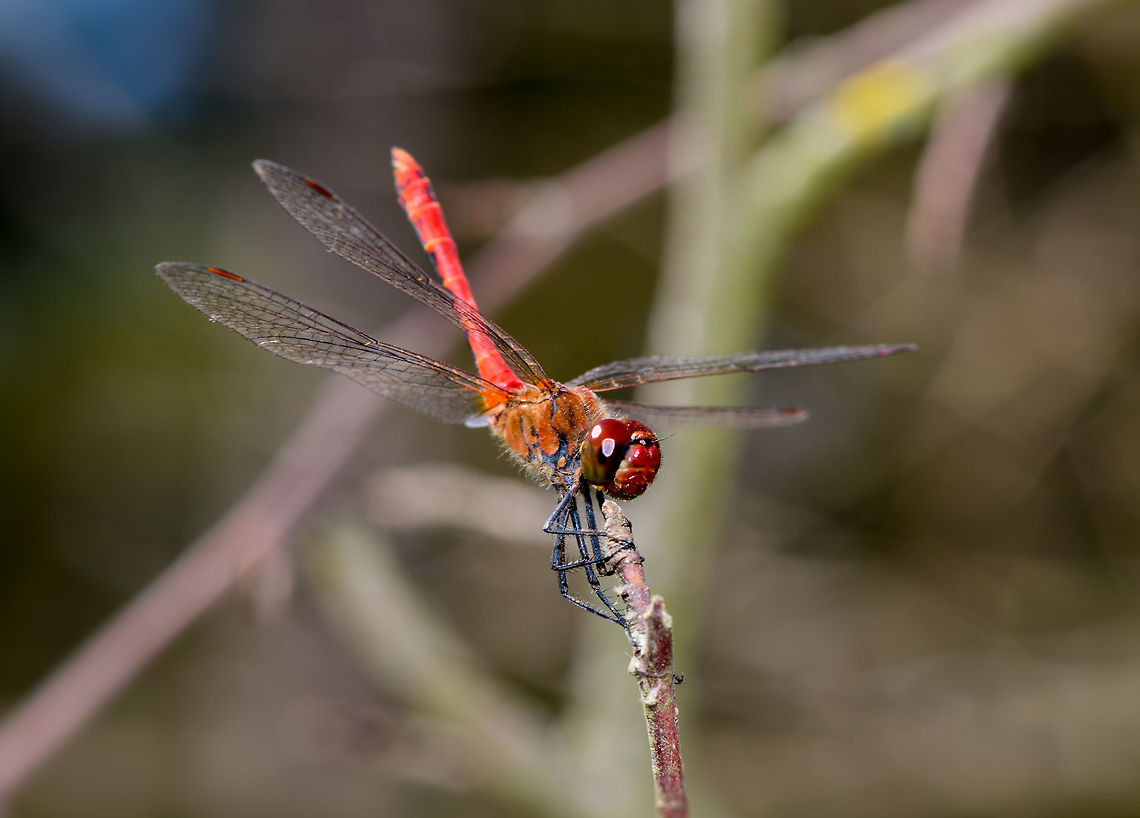 Ruddy Darter, adult male, Uden, Netherlands Found in a dried out forest at the peak of summer, the hottest we&#039;ve seen in 3 centuries. One of the most common dragonflies in the Netherlands, named the &quot;Blood red Hay Dragonfly&quot;. As there are a few red dragonflies in the Netherlands, one identification characteristic is the all-black legs. When females disperse eggs into the water, the male guards her, in-flight, against approaching competing males. <br />
<br />
<figure class="photo"><a href="https://www.jungledragon.com/image/66891/ruddy_darter_adult_male_-_side_view_uden_netherlands.html" title="Ruddy Darter, adult male - side view, Uden, Netherlands"><img src="https://s3.amazonaws.com/media.jungledragon.com/images/2/66891_thumb.jpg?AWSAccessKeyId=05GMT0V3GWVNE7GGM1R2&Expires=1759968010&Signature=Dw%2FwF%2BfOaYAKrDatRJaoWN9KYFA%3D" width="128" height="152" alt="Ruddy Darter, adult male - side view, Uden, Netherlands Found in a dried out forest at the peak of summer, the hottest we&#039;ve seen in 3 centuries. One of the most common dragonflies in the Netherlands, named the &quot;Blood red Hay Dragonfly&quot;. As there are a few red dragonflies in the Netherlands, one identification characteristic is the all-black legs. When females disperse eggs into the water, the male guards her, in-flight, against approaching competing males. <br />
<br />
https://www.jungledragon.com/image/66890/ruddy_darter_adult_male_uden_netherlands.html<br />
https://www.jungledragon.com/image/66893/ruddy_darter_adult_male_-_sunbathing_uden_netherlands.html<br />
https://www.jungledragon.com/image/66894/ruddy_darter_adult_male_-_front_view_uden_netherlands.html<br />
https://www.jungledragon.com/image/66895/ruddy_darter_adult_male_-_head_closeup_uden_netherlands.html<br />
 Europe,Netherlands,Ruddy Darter,Sympetrum sanguineum,Uden,World" /></a></figure><br />
<figure class="photo"><a href="https://www.jungledragon.com/image/66893/ruddy_darter_adult_male_-_sunbathing_uden_netherlands.html" title="Ruddy Darter, adult male - sunbathing, Uden, Netherlands"><img src="https://s3.amazonaws.com/media.jungledragon.com/images/2/66893_thumb.jpg?AWSAccessKeyId=05GMT0V3GWVNE7GGM1R2&Expires=1759968010&Signature=V5HYw5w9PqQwEyJ8d3E3CpTGd7Q%3D" width="200" height="164" alt="Ruddy Darter, adult male - sunbathing, Uden, Netherlands Found in a dried out forest at the peak of summer, the hottest we&#039;ve seen in 3 centuries. One of the most common dragonflies in the Netherlands, named the &quot;Blood red Hay Dragonfly&quot;. As there are a few red dragonflies in the Netherlands, one identification characteristic is the all-black legs. When females disperse eggs into the water, the male guards her, in-flight, against approaching competing males. <br />
<br />
https://www.jungledragon.com/image/66890/ruddy_darter_adult_male_uden_netherlands.html<br />
https://www.jungledragon.com/image/66891/ruddy_darter_adult_male_-_side_view_uden_netherlands.html<br />
https://www.jungledragon.com/image/66894/ruddy_darter_adult_male_-_front_view_uden_netherlands.html<br />
https://www.jungledragon.com/image/66895/ruddy_darter_adult_male_-_head_closeup_uden_netherlands.html<br />
 Europe,Netherlands,Ruddy Darter,Sympetrum sanguineum,Uden,World" /></a></figure><br />
<figure class="photo"><a href="https://www.jungledragon.com/image/66894/ruddy_darter_adult_male_-_front_view_uden_netherlands.html" title="Ruddy Darter, adult male - front view, Uden, Netherlands"><img src="https://s3.amazonaws.com/media.jungledragon.com/images/2/66894_thumb.jpg?AWSAccessKeyId=05GMT0V3GWVNE7GGM1R2&Expires=1759968010&Signature=TpX%2BkfsSHloMZrS%2FTcjhhCW%2BEz4%3D" width="200" height="114" alt="Ruddy Darter, adult male - front view, Uden, Netherlands Found in a dried out forest at the peak of summer, the hottest we&#039;ve seen in 3 centuries. One of the most common dragonflies in the Netherlands, named the &quot;Blood red Hay Dragonfly&quot;. As there are a few red dragonflies in the Netherlands, one identification characteristic is the all-black legs. When females disperse eggs into the water, the male guards her, in-flight, against approaching competing males. <br />
<br />
https://www.jungledragon.com/image/66890/ruddy_darter_adult_male_uden_netherlands.html<br />
https://www.jungledragon.com/image/66891/ruddy_darter_adult_male_-_side_view_uden_netherlands.html<br />
https://www.jungledragon.com/image/66893/ruddy_darter_adult_male_-_sunbathing_uden_netherlands.html<br />
https://www.jungledragon.com/image/66895/ruddy_darter_adult_male_-_head_closeup_uden_netherlands.html<br />
 Europe,Netherlands,Ruddy Darter,Sympetrum sanguineum,Uden,World" /></a></figure><br />
<figure class="photo"><a href="https://www.jungledragon.com/image/66895/ruddy_darter_adult_male_-_head_closeup_uden_netherlands.html" title="Ruddy Darter, adult male - head closeup, Uden, Netherlands"><img src="https://s3.amazonaws.com/media.jungledragon.com/images/2/66895_thumb.jpg?AWSAccessKeyId=05GMT0V3GWVNE7GGM1R2&Expires=1759968010&Signature=iq39lV8BmJcpX5CNDY%2FMDnIrzhk%3D" width="200" height="172" alt="Ruddy Darter, adult male - head closeup, Uden, Netherlands Found in a dried out forest at the peak of summer, the hottest we&#039;ve seen in 3 centuries. One of the most common dragonflies in the Netherlands, named the &quot;Blood red Hay Dragonfly&quot;. As there are a few red dragonflies in the Netherlands, one identification characteristic is the all-black legs. When females disperse eggs into the water, the male guards her, in-flight, against approaching competing males. <br />
<br />
https://www.jungledragon.com/image/66890/ruddy_darter_adult_male_uden_netherlands.html<br />
https://www.jungledragon.com/image/66891/ruddy_darter_adult_male_-_side_view_uden_netherlands.html<br />
https://www.jungledragon.com/image/66893/ruddy_darter_adult_male_-_sunbathing_uden_netherlands.html<br />
https://www.jungledragon.com/image/66894/ruddy_darter_adult_male_-_front_view_uden_netherlands.html<br />
 Europe,Netherlands,Ruddy Darter,Sympetrum sanguineum,Uden,World" /></a></figure><br />
 Europe,Netherlands,Ruddy Darter,Sympetrum sanguineum,Uden,World